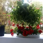 24 Centrum Mieszkanie śródmieście